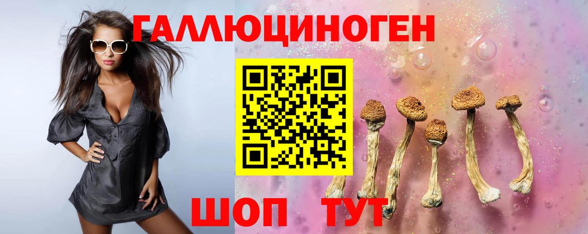 Псилоцибиновые грибы Psilocybine cubensis Мурино